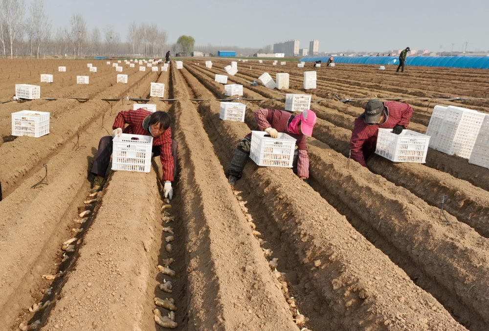 河北唐山生姜价格表,河北唐山冀东生姜之乡播种忙