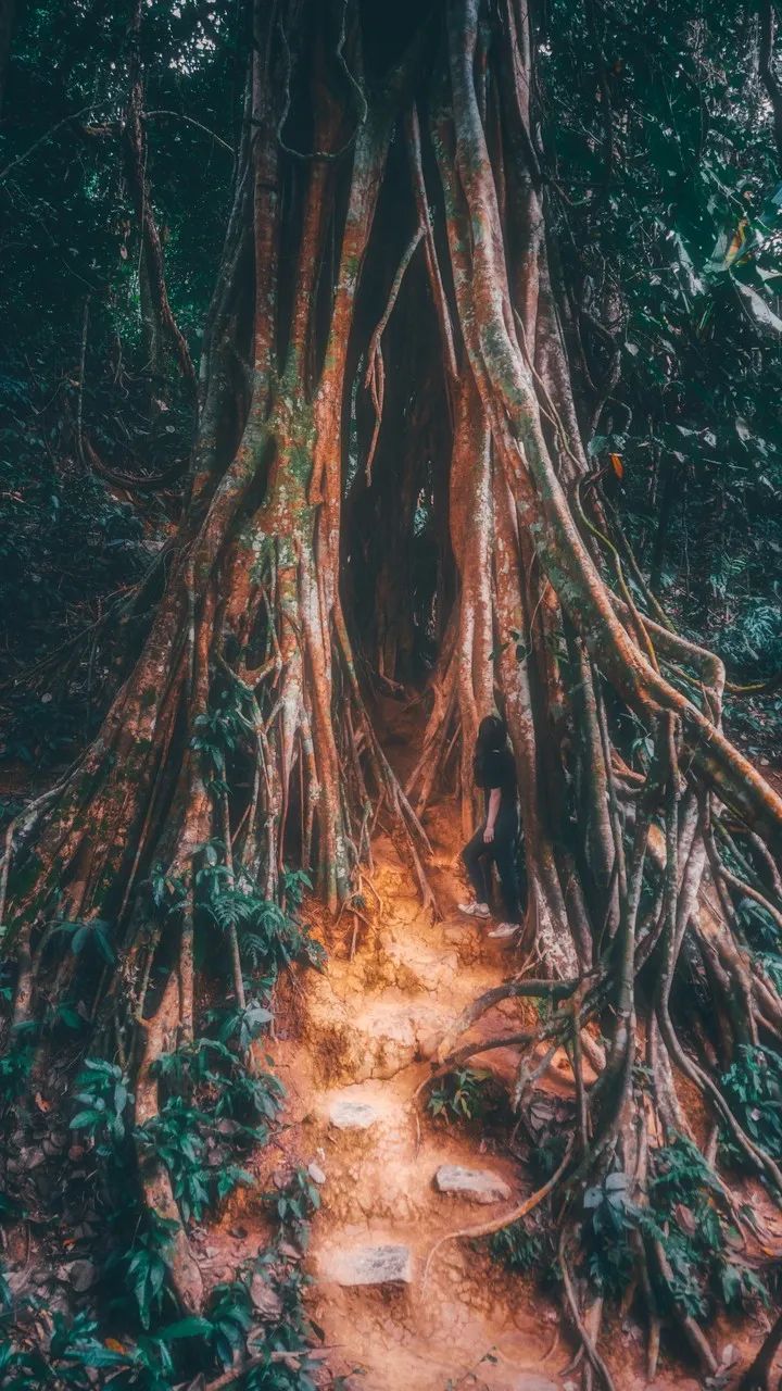 西双版纳体验雨林,吃遍热带水果西双版纳