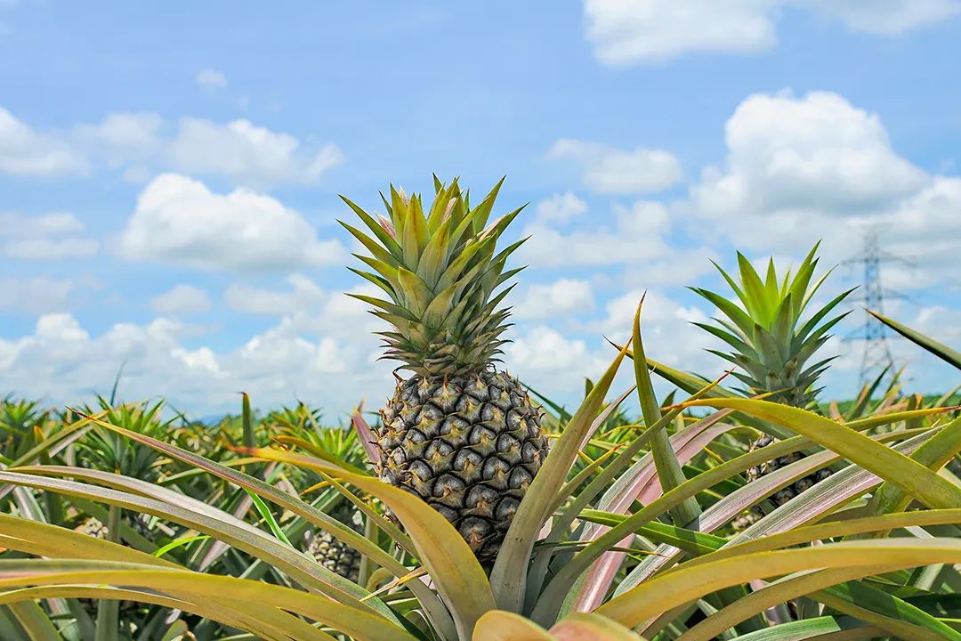 现在为什么菠萝很少凤梨很多,市场上的菠萝和凤梨怎么区分