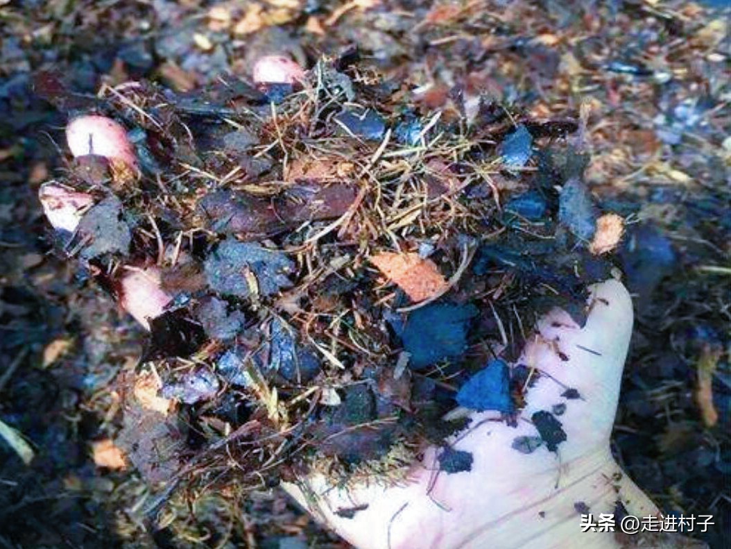 树林里的这些“宝贝”收集一些，营养土和有机肥料就靠它们了