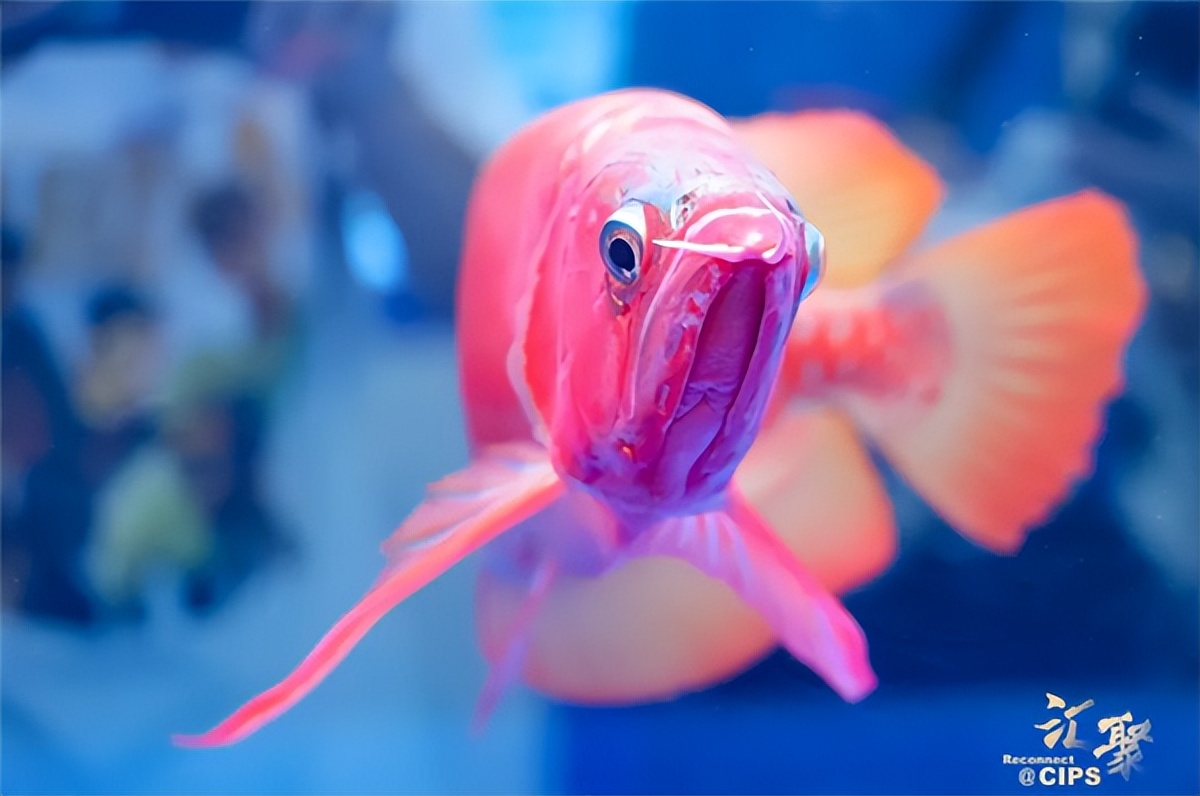 鱼生一条多少钱,鱼生一条鱼多少钱