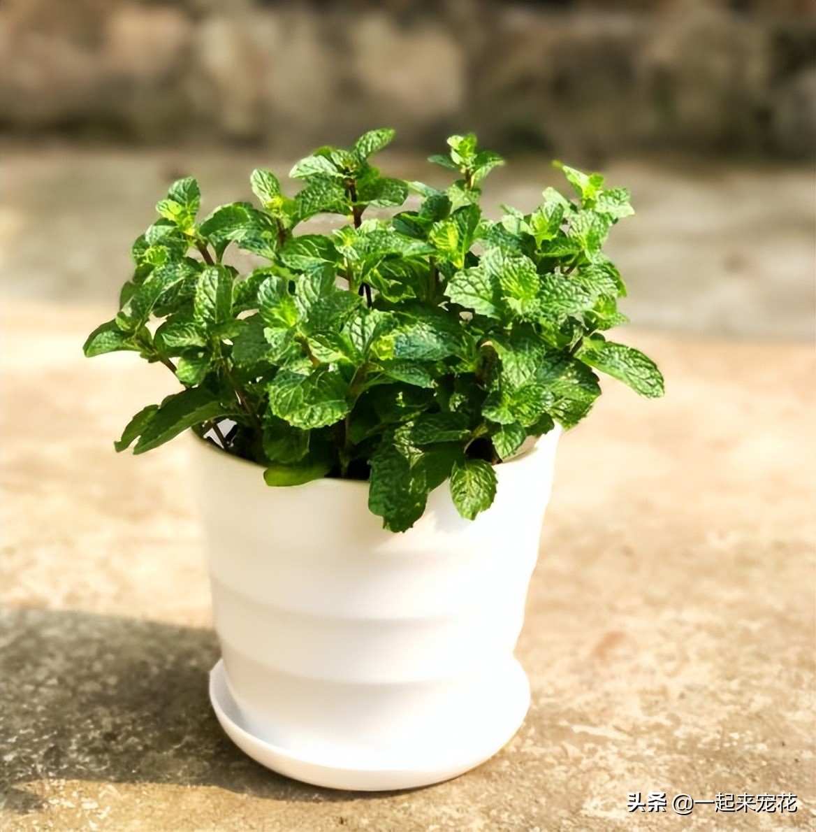 哪些花夏天要注意浇水养护,4种花不浇水才长得旺