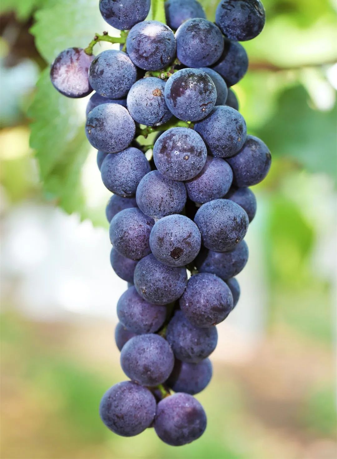 最好吃的爆浆葡萄,香甜爆汁葡萄