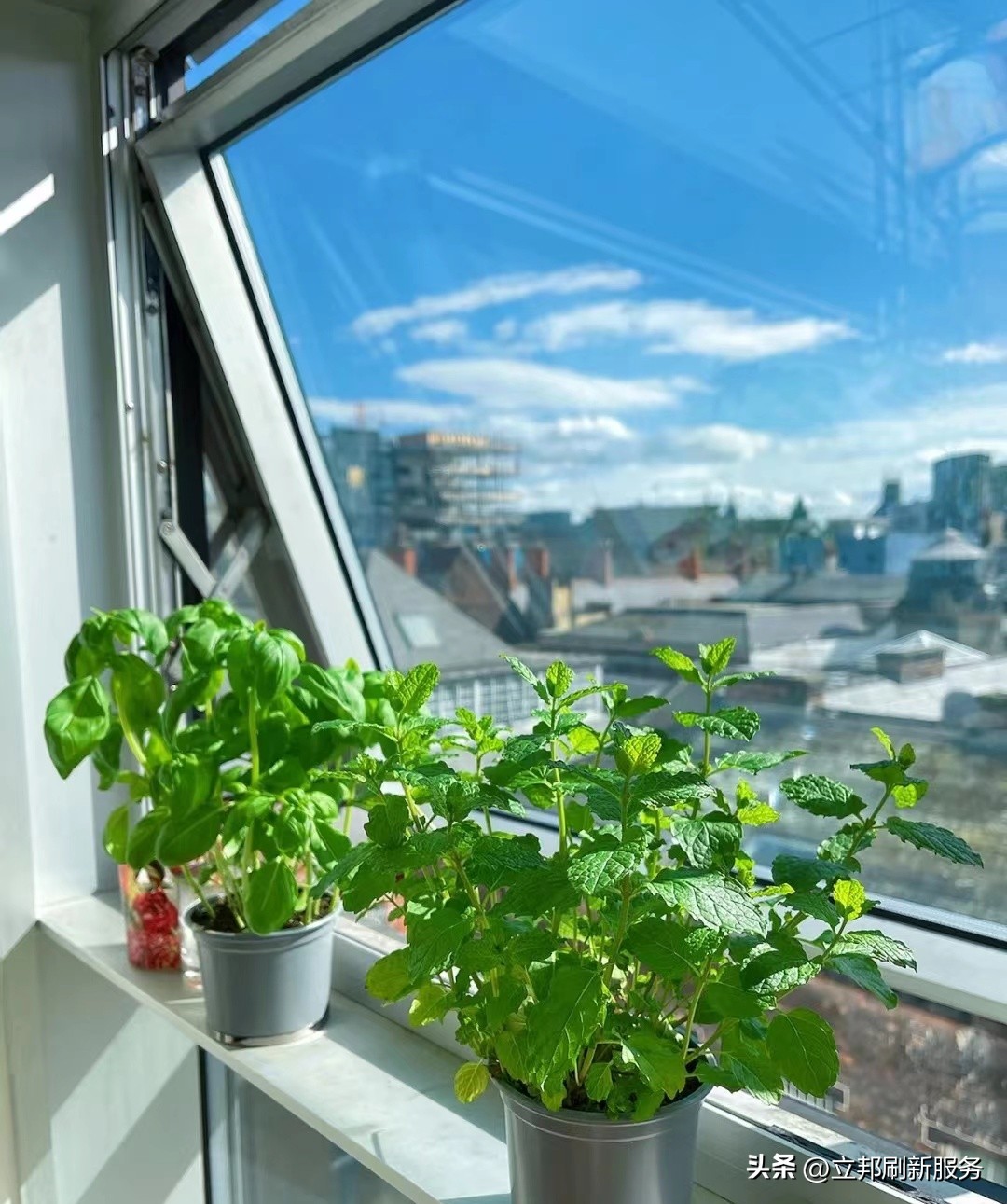 这些都是带有香味适合家养的绿植,适合放在家里的好养的绿植