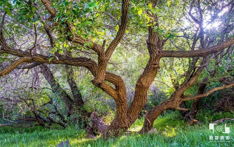 黄花沟旅游攻略10月份吃什么,黄花沟旅游攻略