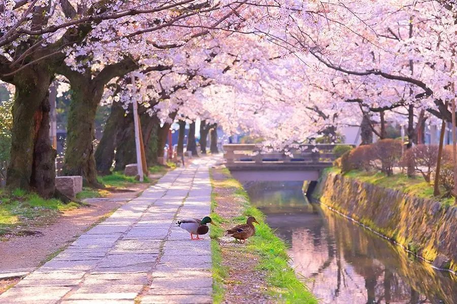 日本樱花春日游,关于日本的仙气美景樱花