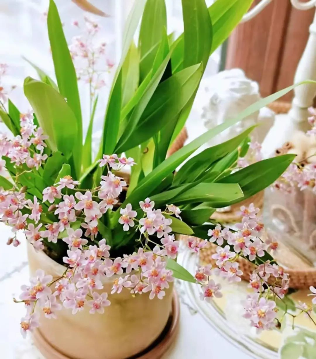 快来看看，兰花的世界真奇妙|壹木星球No.14