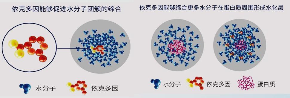 依克多因抗皱紧致精华液,依克多因舒缓修护维稳面部精华液