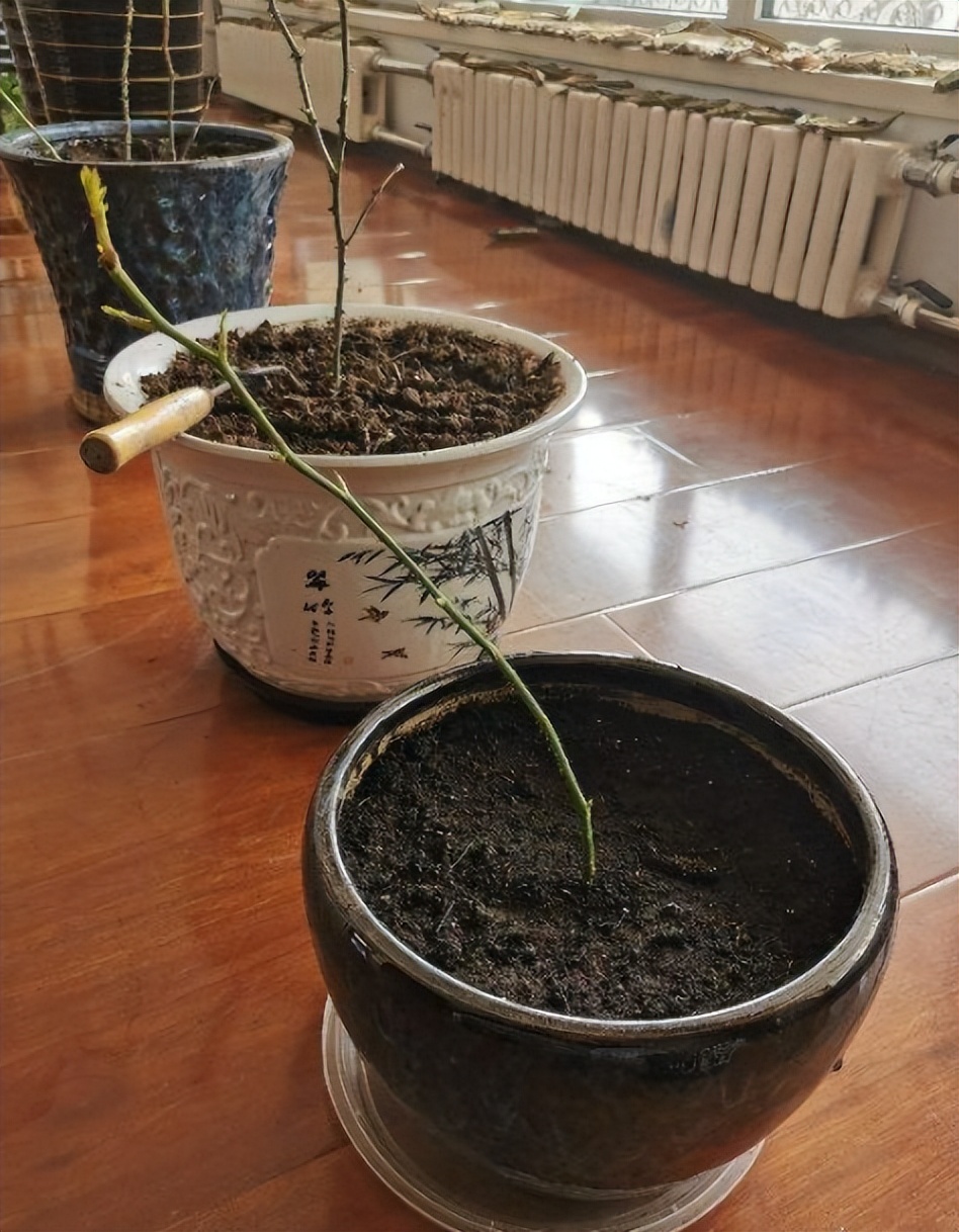 给花草换盆打理花草,给花卉换盆的四点注意事项是什么