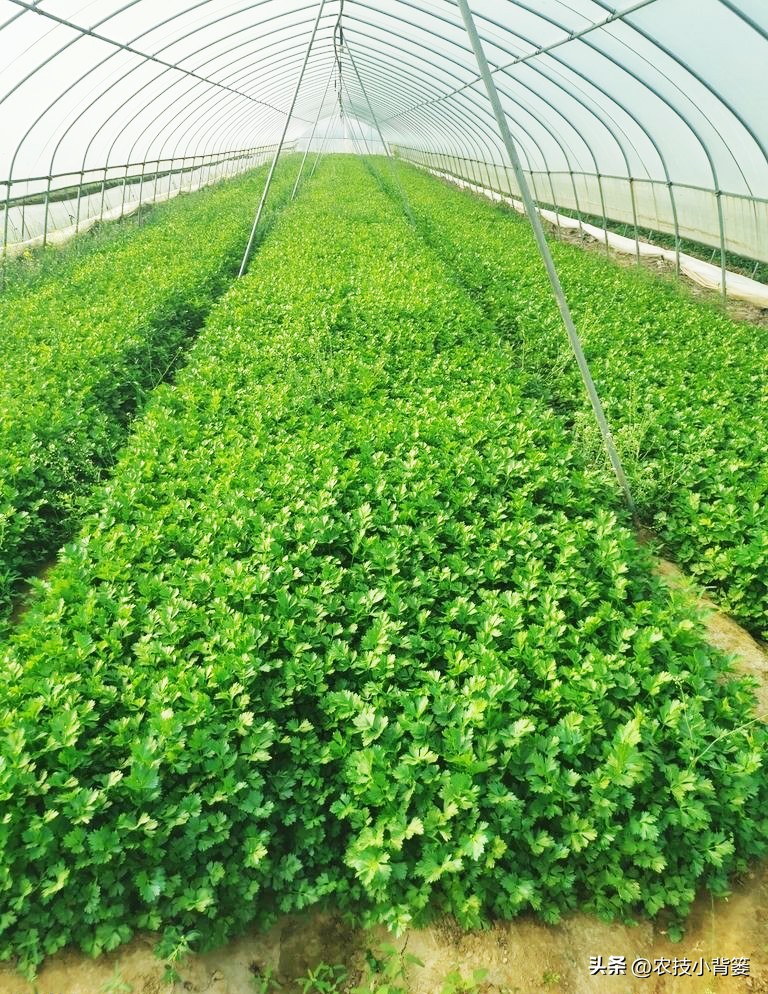 香菜怎样种植出苗快产量高,秋季大棚种植香菜技术