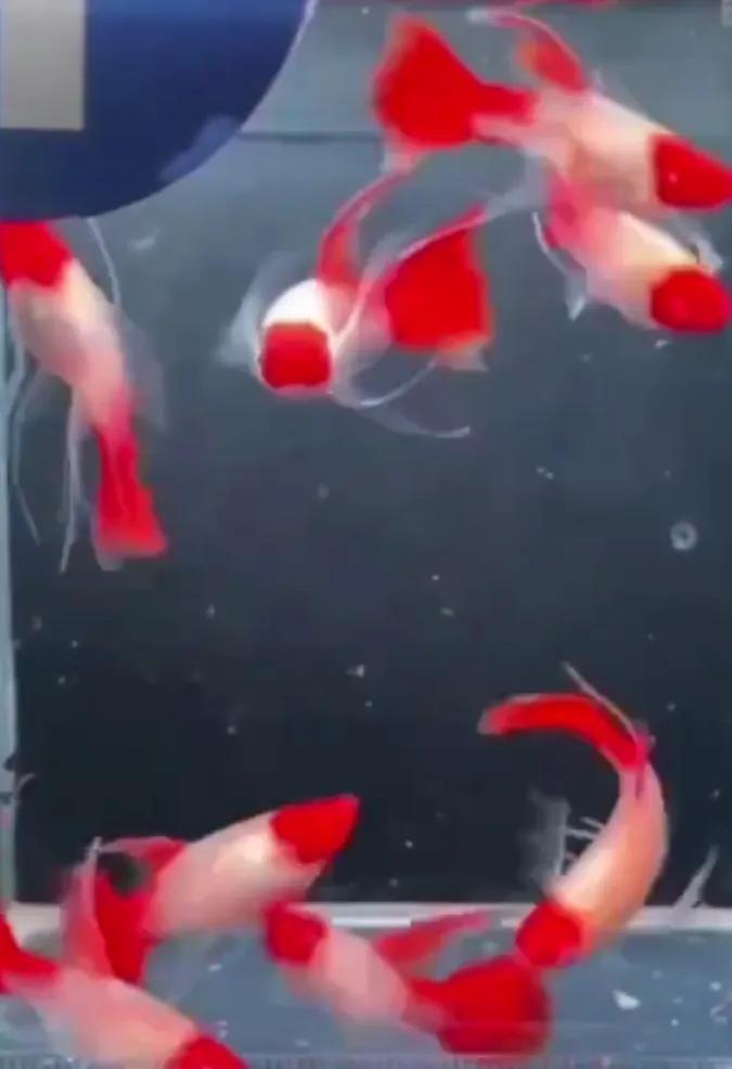 有一种鱼叫孔雀鱼,与孔雀鱼相似的鱼