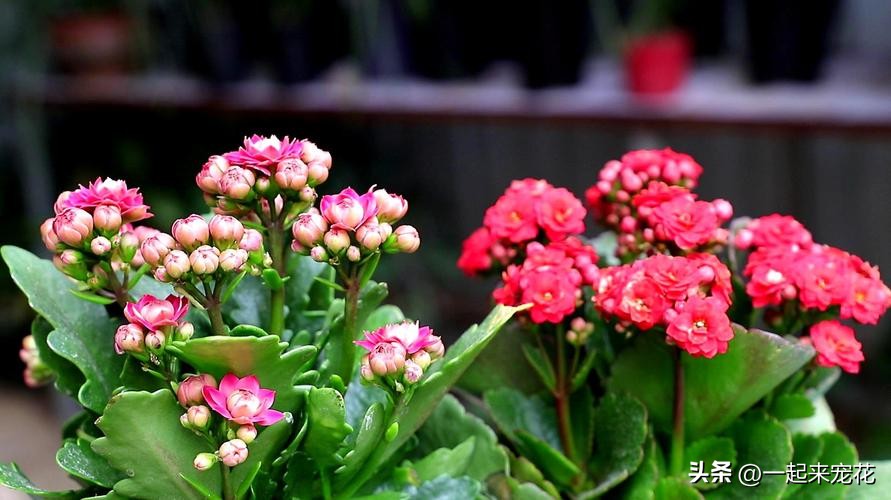 冬天养长寿花怎么才能保暖开花,冬天养长寿花几个小窍门