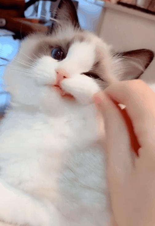 千万不要养这三种宠物猫,宠物店上常见的猫有哪些