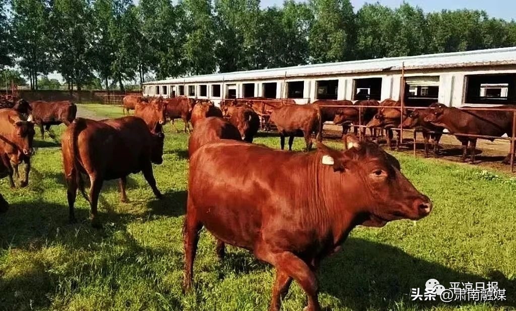 泾川足球赛,平凉崆峒泾川足球赛