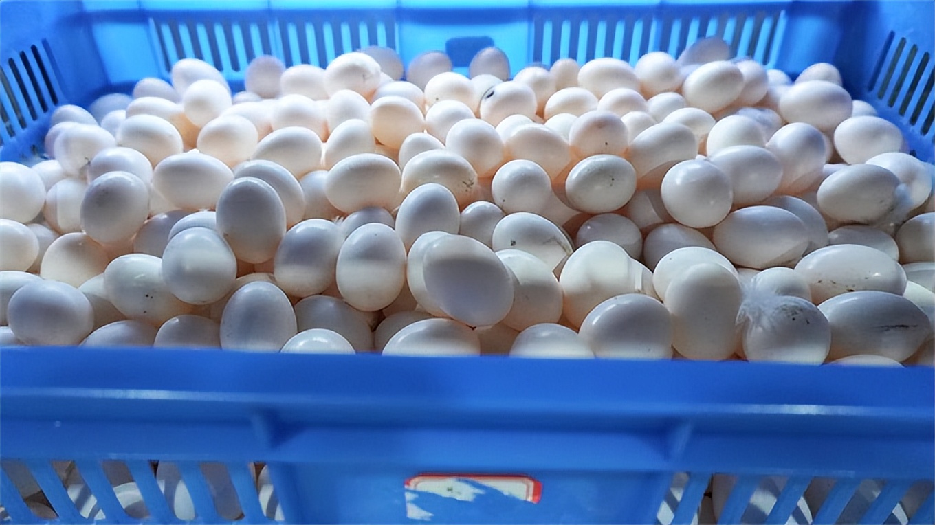 小鸽子创业,小鸽子成长之路