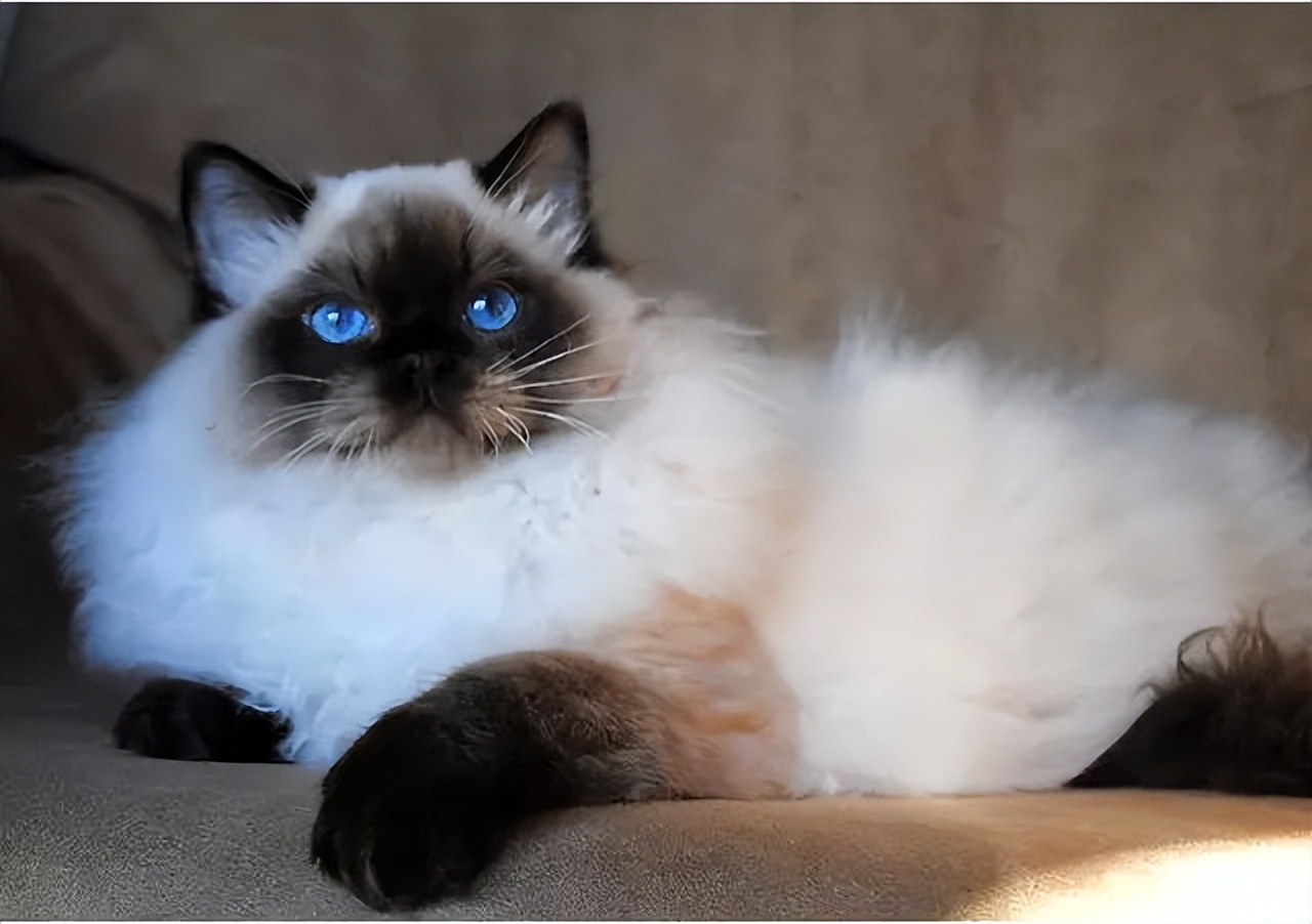 布偶猫什么是蓝双什么是海双,布偶猫种类英文