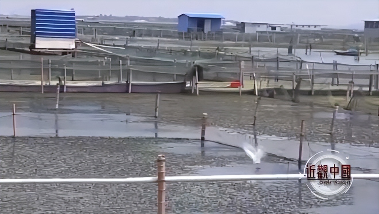 养蟹20年的老蟹农总结的经验,阳澄湖养蟹技术