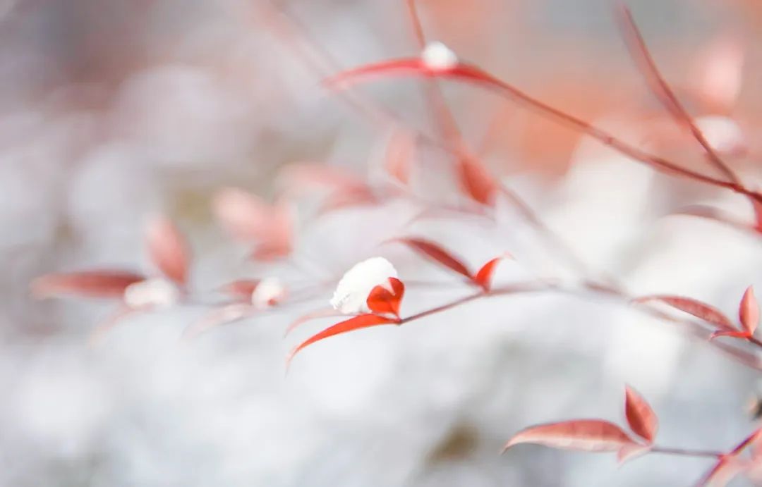 小寒踏雪寻梅古诗词,小寒时节读最美小寒诗词