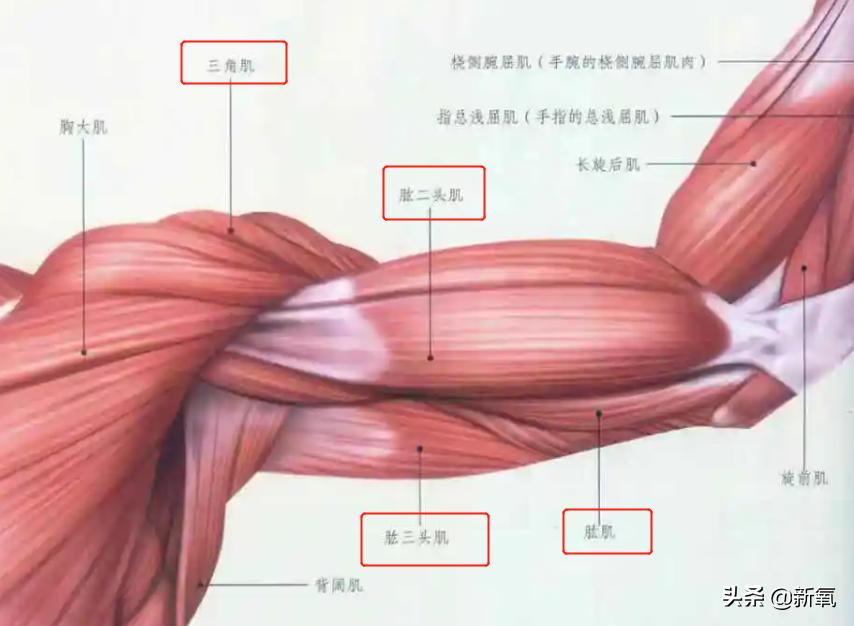 富豪千金妮可拉,富家千金妮可拉
