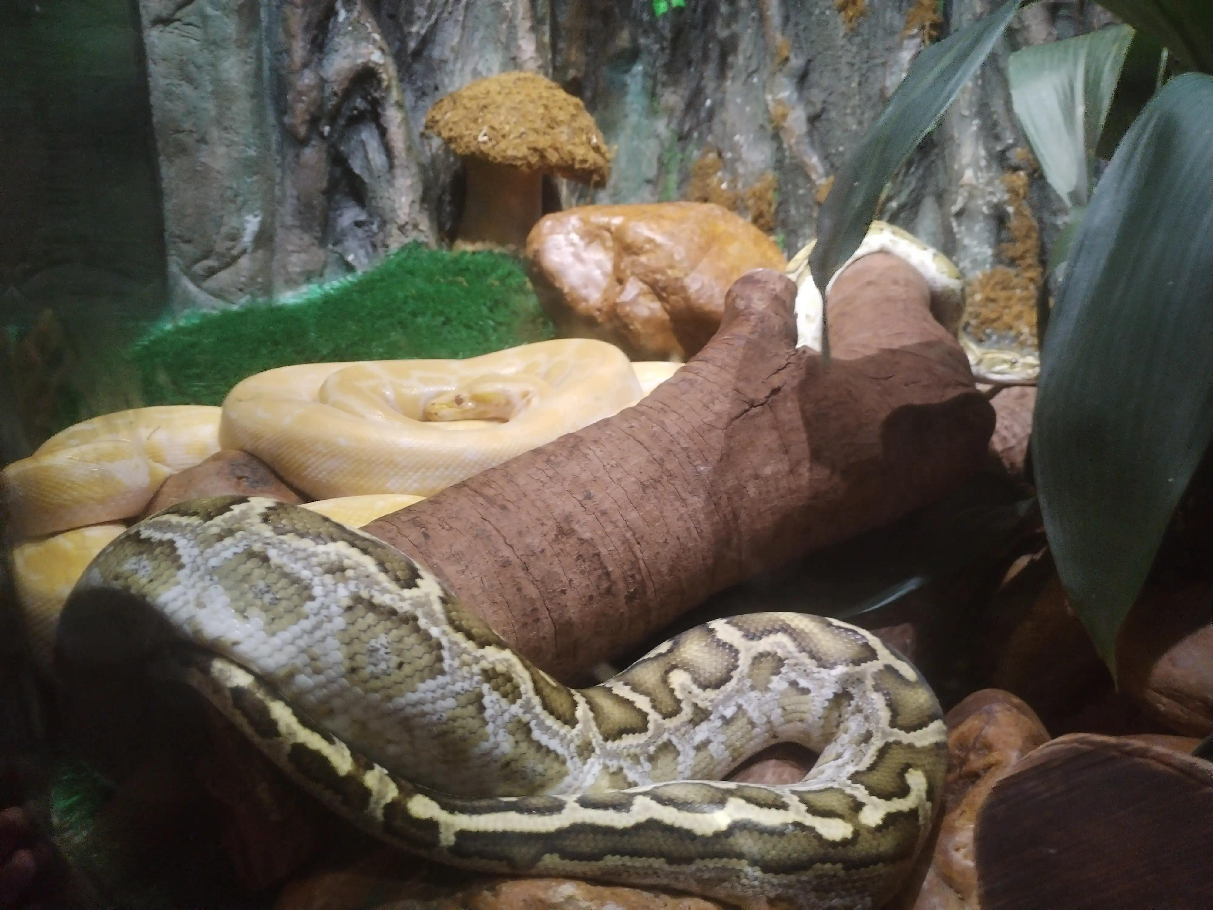 广州长隆野生动物世界景点图片,游广州长隆野生动物世界游记