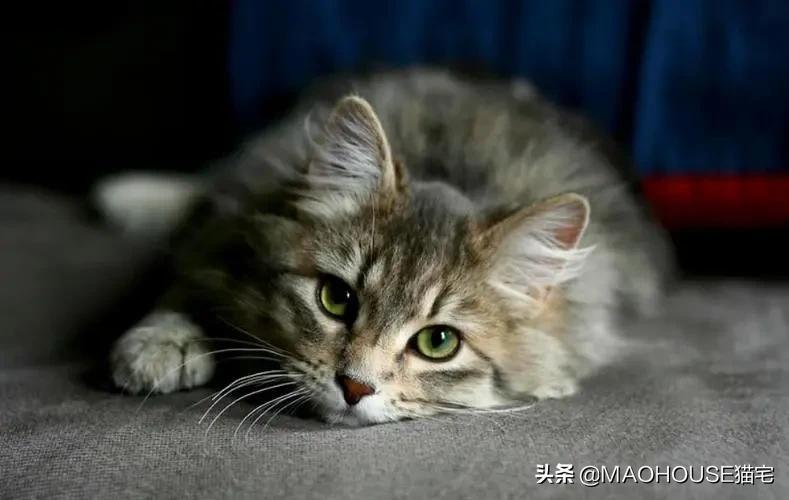 如何改正猫脾气,猫乱拉乱尿行为纠正