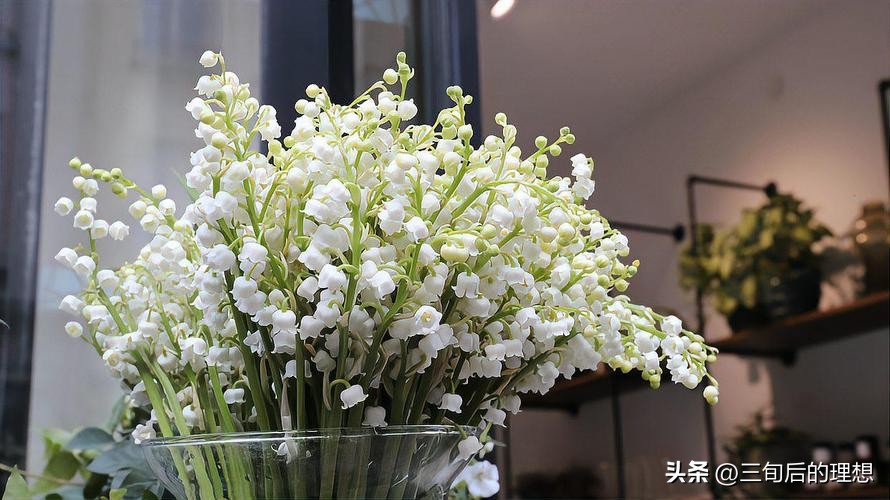 铃兰花的养殖方法视频教程,铃兰花该怎么养好看图片