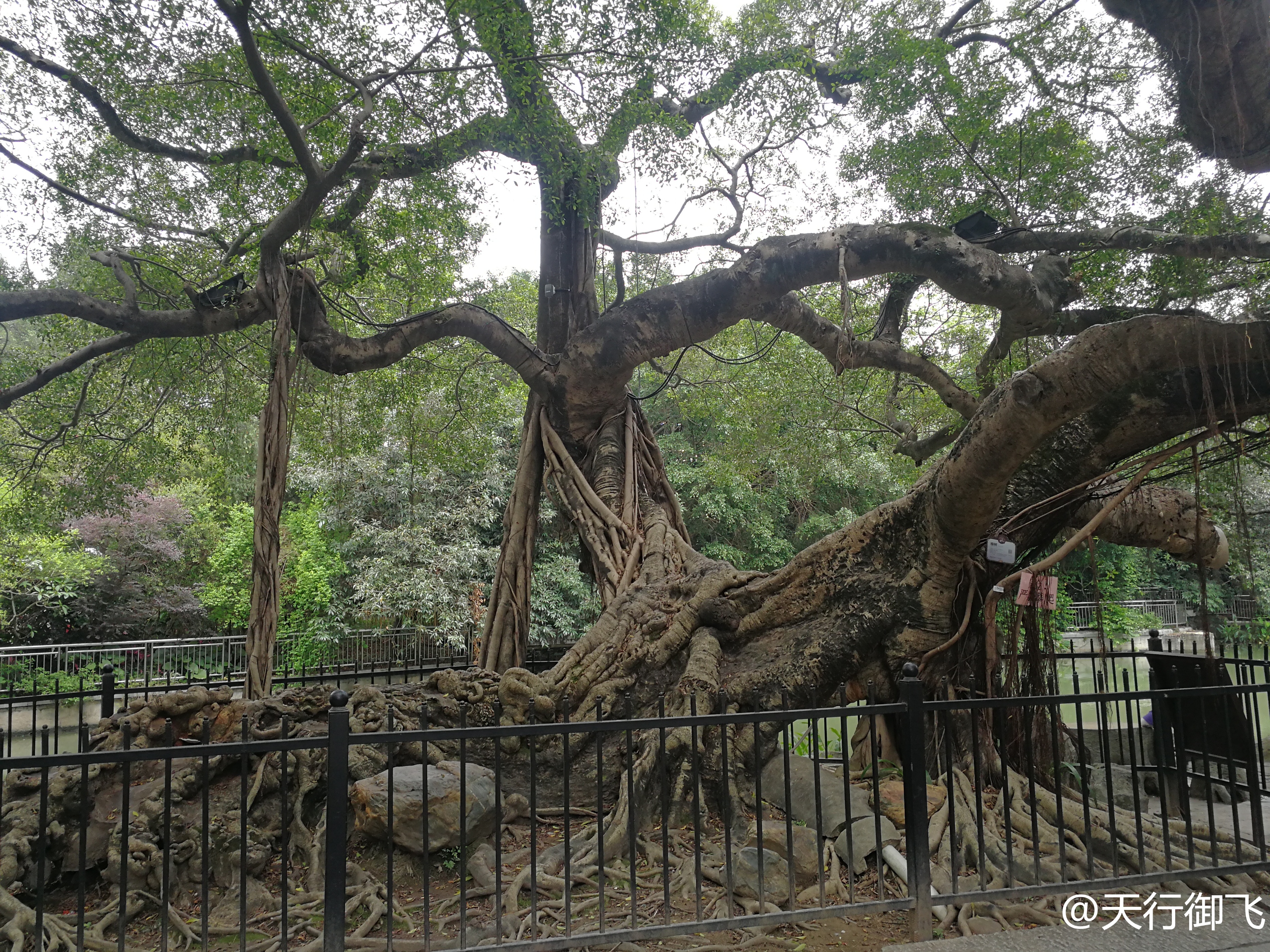 小洲村旅游景点地图,小洲村一日游最佳攻略