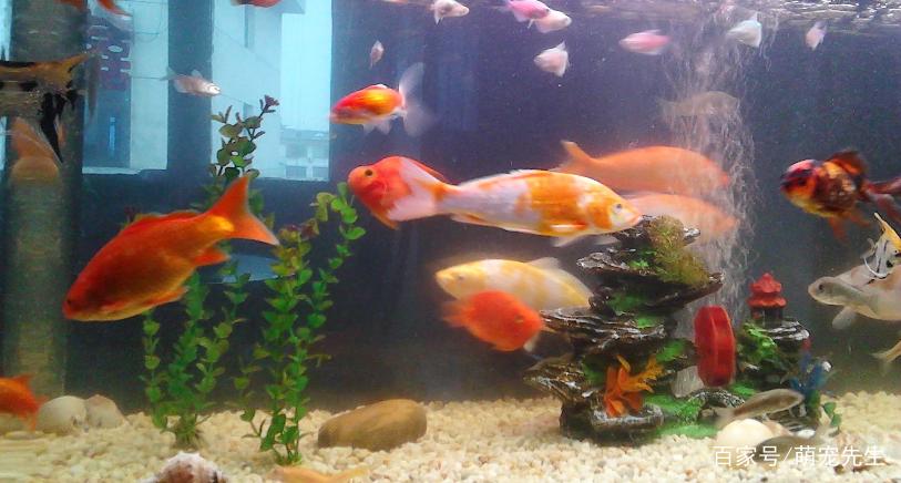 养鱼的技巧和方法大全,家庭养鱼的方法和技巧
