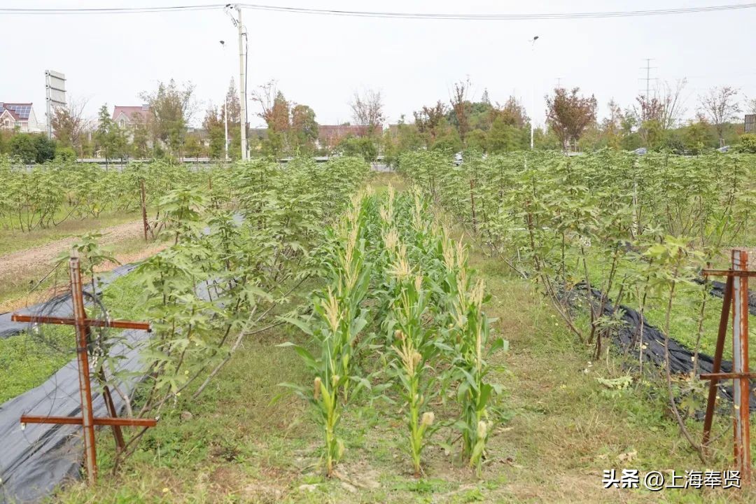 无花果的十大经典吃法,无花果的新吃法大全