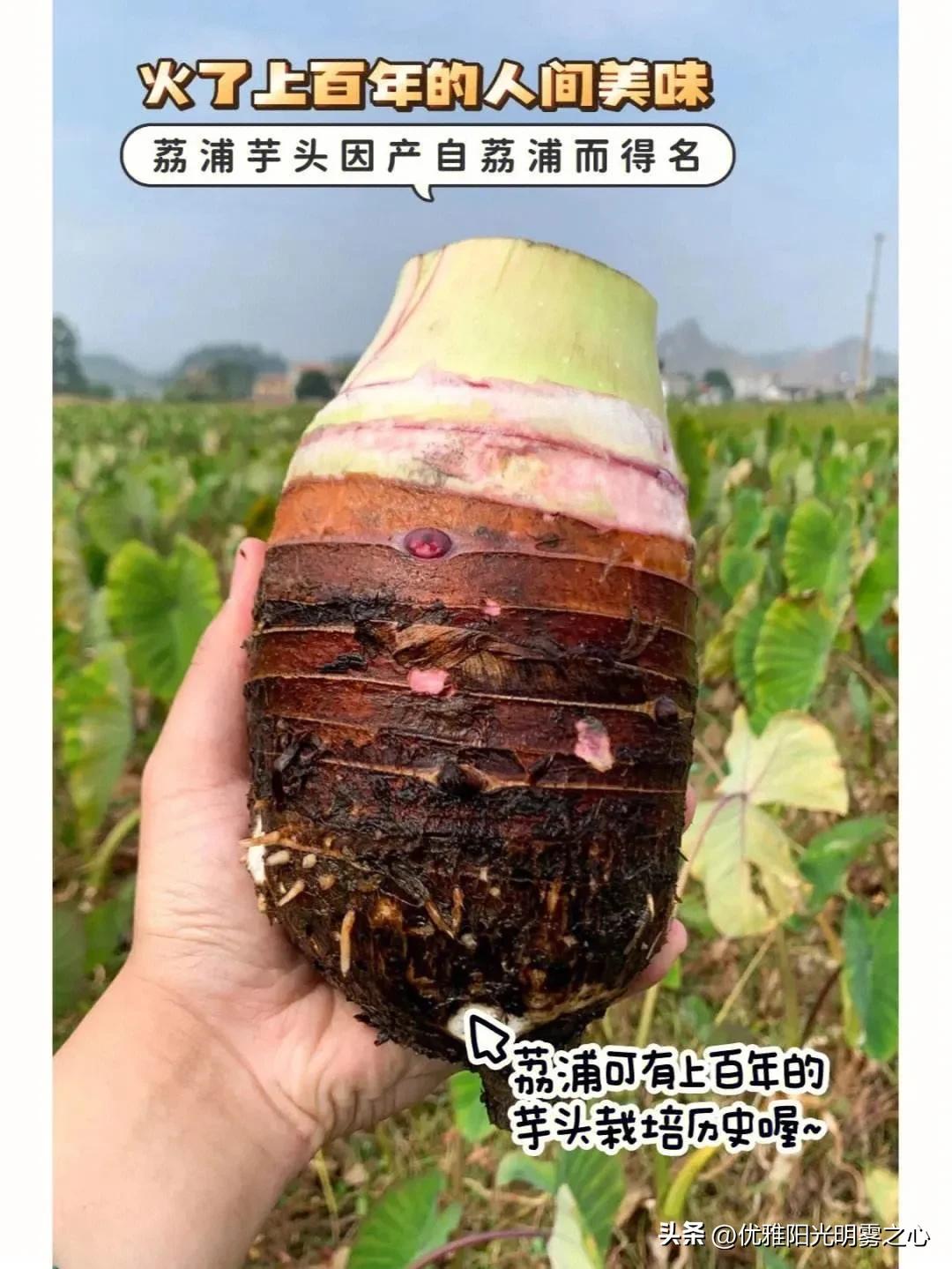 沙糖桔发展现状,荔浦沙糖桔何去何从