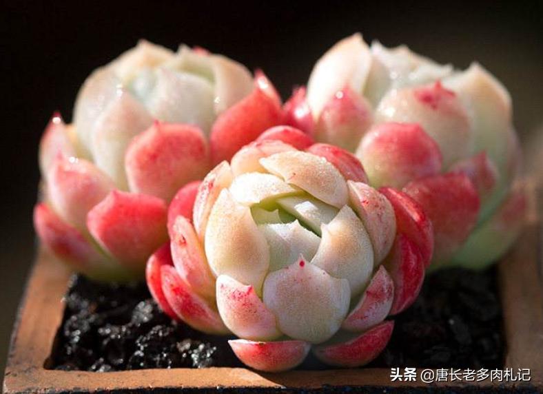 冰梅贝瑞和月影的区别,冰梅和贝瑞哪个容易出状态