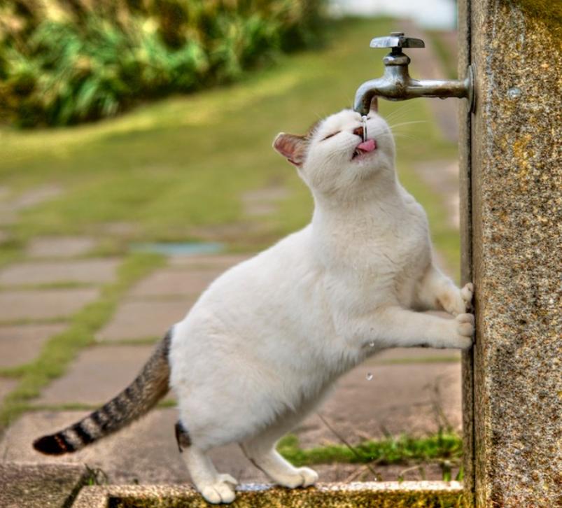 猫超可爱治愈的图片,罕见的流浪猫图片卡通可爱