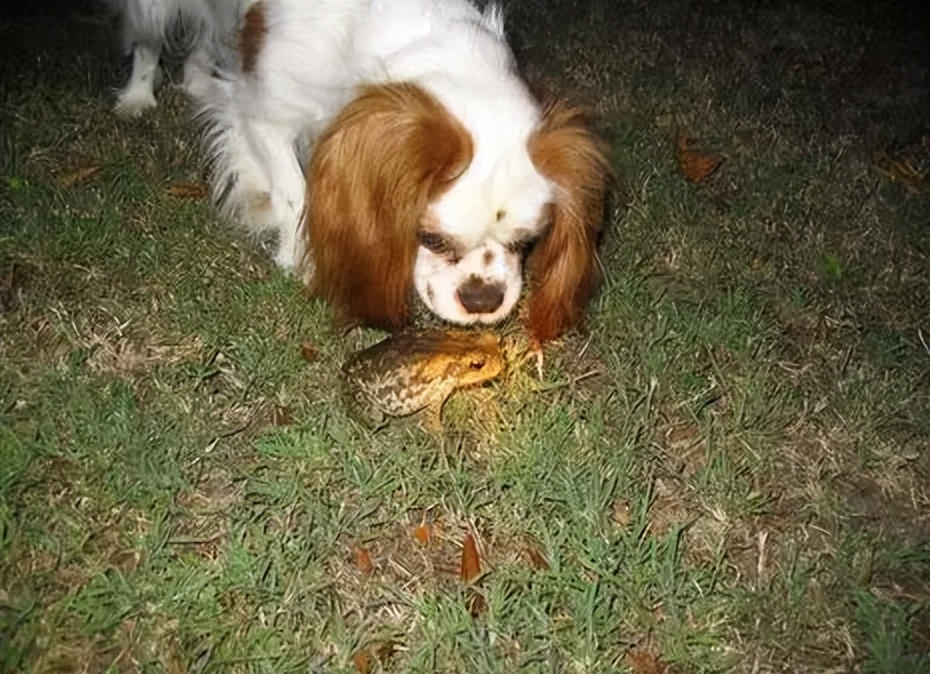 重口味！美国流行舔蟾蜍，致幻毒素堪比吸毒，澳洲狗子已上瘾