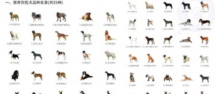 遇到恶犬如何自救,遇到恶犬怎么办学会4招自保