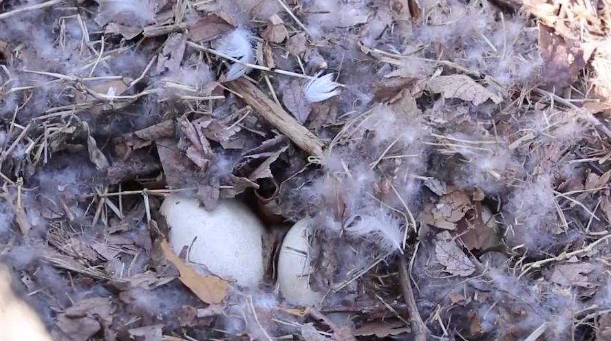 加拿大鹅处罚可能引发消费者维权,加拿大鹅处罚书为何获赞