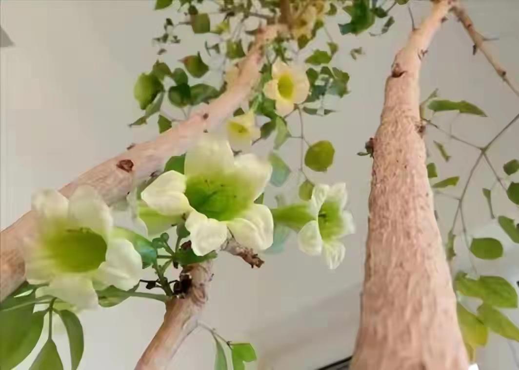 客厅大花盆栽树,100种家庭客厅盆栽树