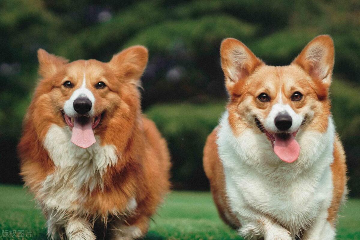 狗脚磨破皮怎么处理,狗子脚皮磨破了多久能好