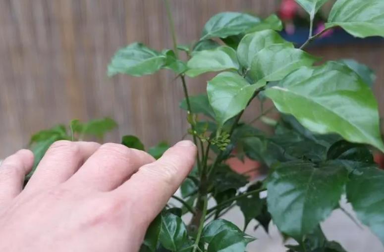 富贵树怎样才能更旺盛,富贵树怎么养才能旺盛