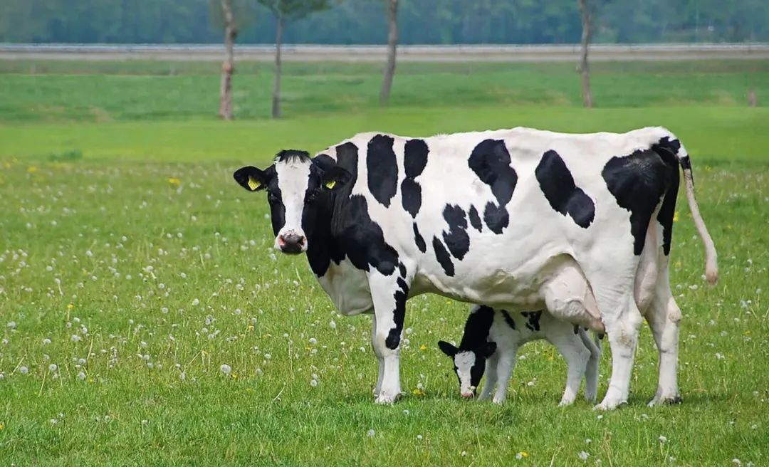 奶牛子宫脱出内置缝合,奶牛子宫脱落怎么办