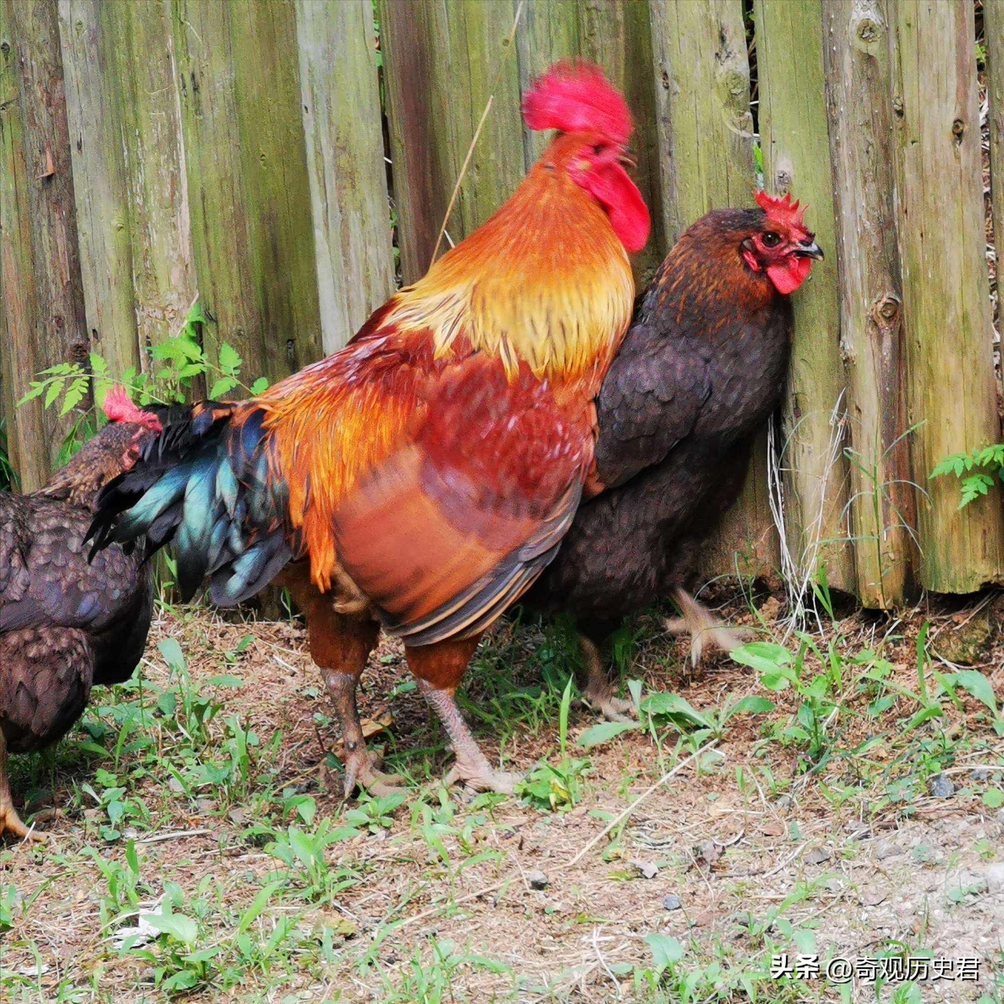 动物和人类行为的研究,有关动物行为的研究