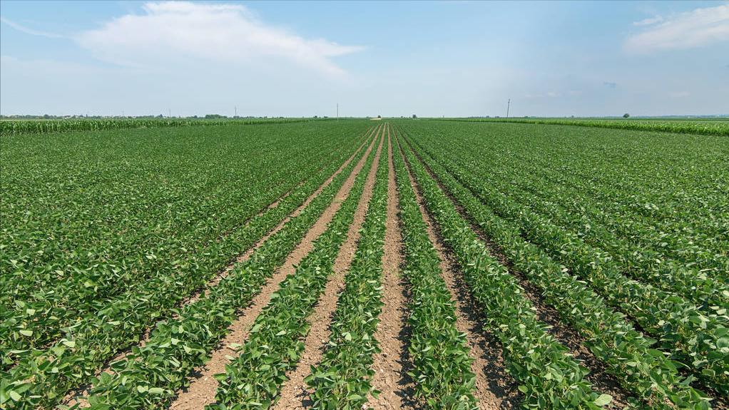 中国何时从美国引进转基因大豆,中国何时可以摆脱转基因大豆