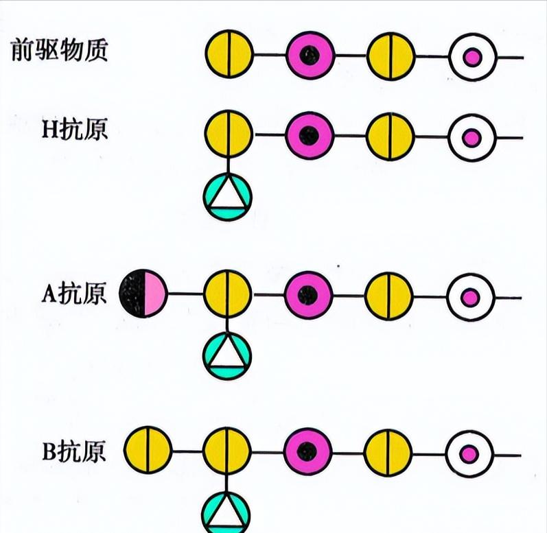 b型血和b型熊猫血适合生孩子吗,b型血跟o型血能生出熊猫血吗