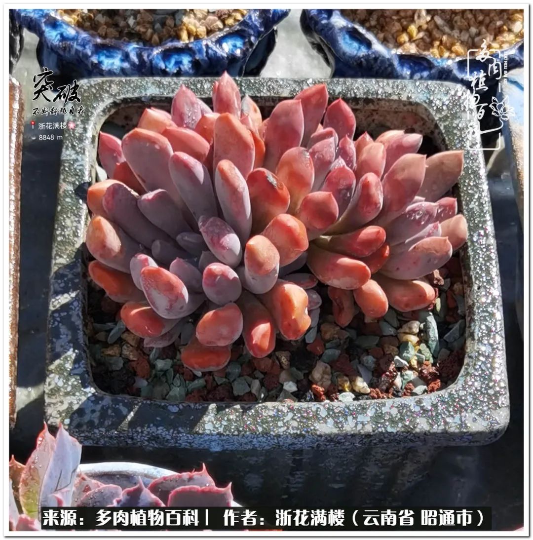 奔跑吧跑步,奔跑吧多肉盆栽