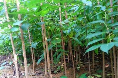 广东老板白手起家全靠自己挣钱,广东老板出资2万种植年入50万