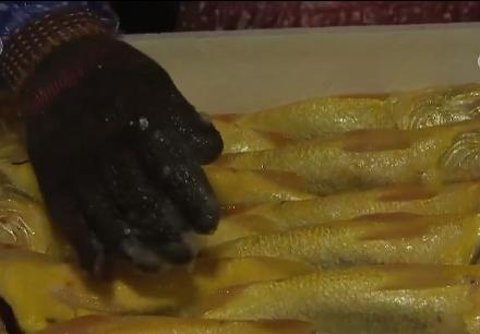 浙江人养南美对虾赚钱,浙江男人养甲鱼