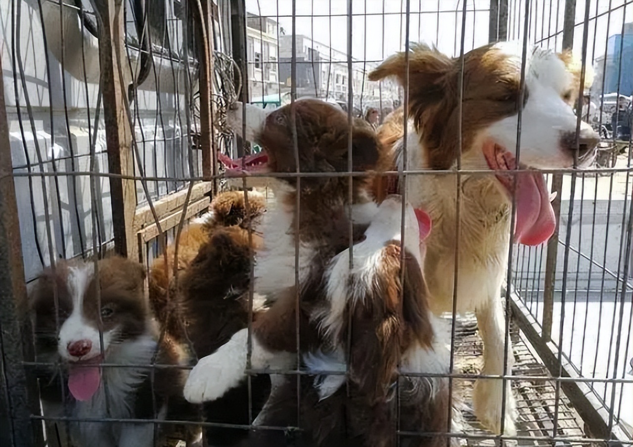 在狗市买狗需要注意哪些事项,在狗市买狗应该注意什么事项