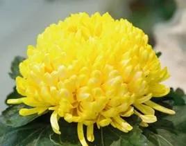 清雅花卉园艺景观,意境清雅的花草