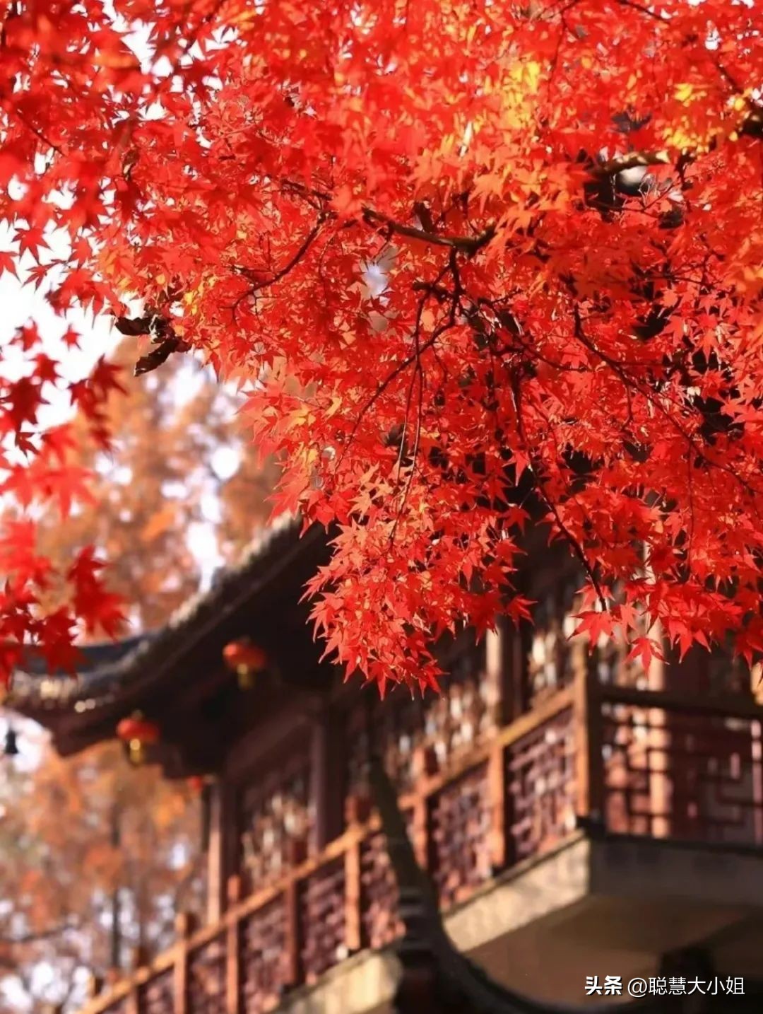 南京赏秋枫叶,南京秋天赏枫叶好去处