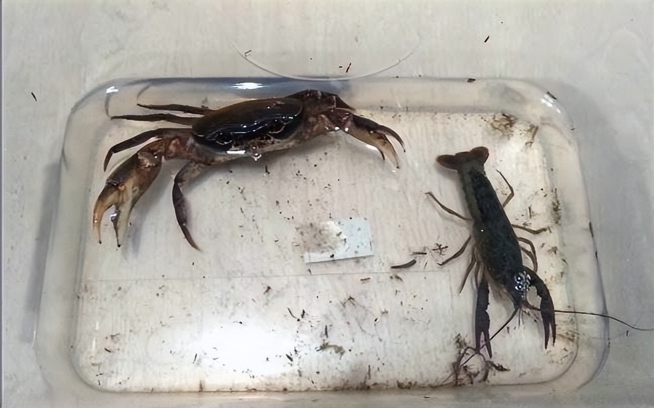 夏天小龙虾到底能不能吃,小龙虾烧烤的危害