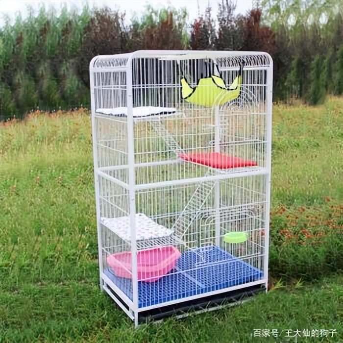 咋养龙猫,怎么养龙猫能越养越粘人